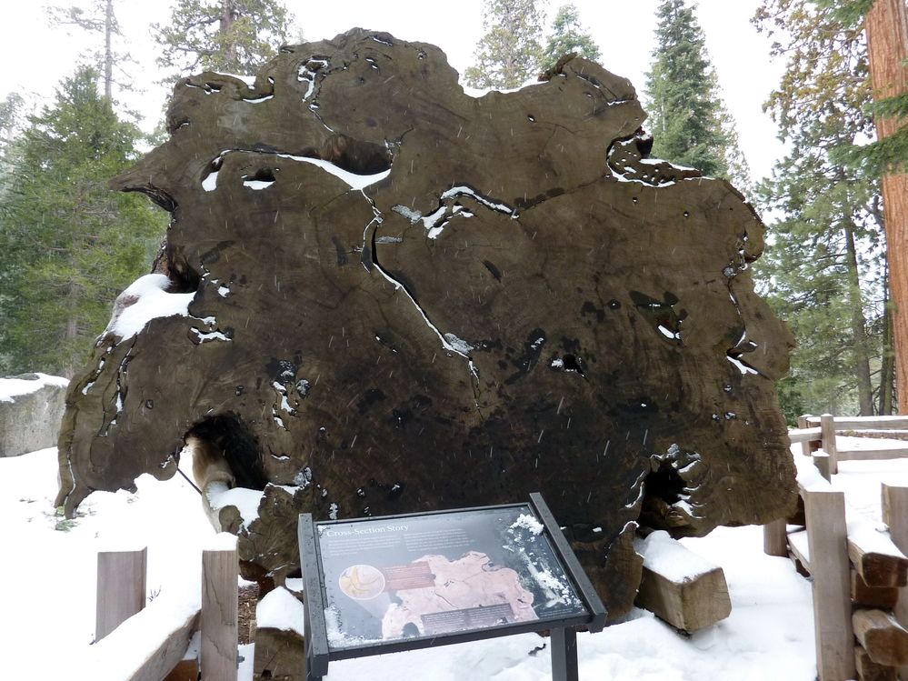 Sequoia parc(24).JPG